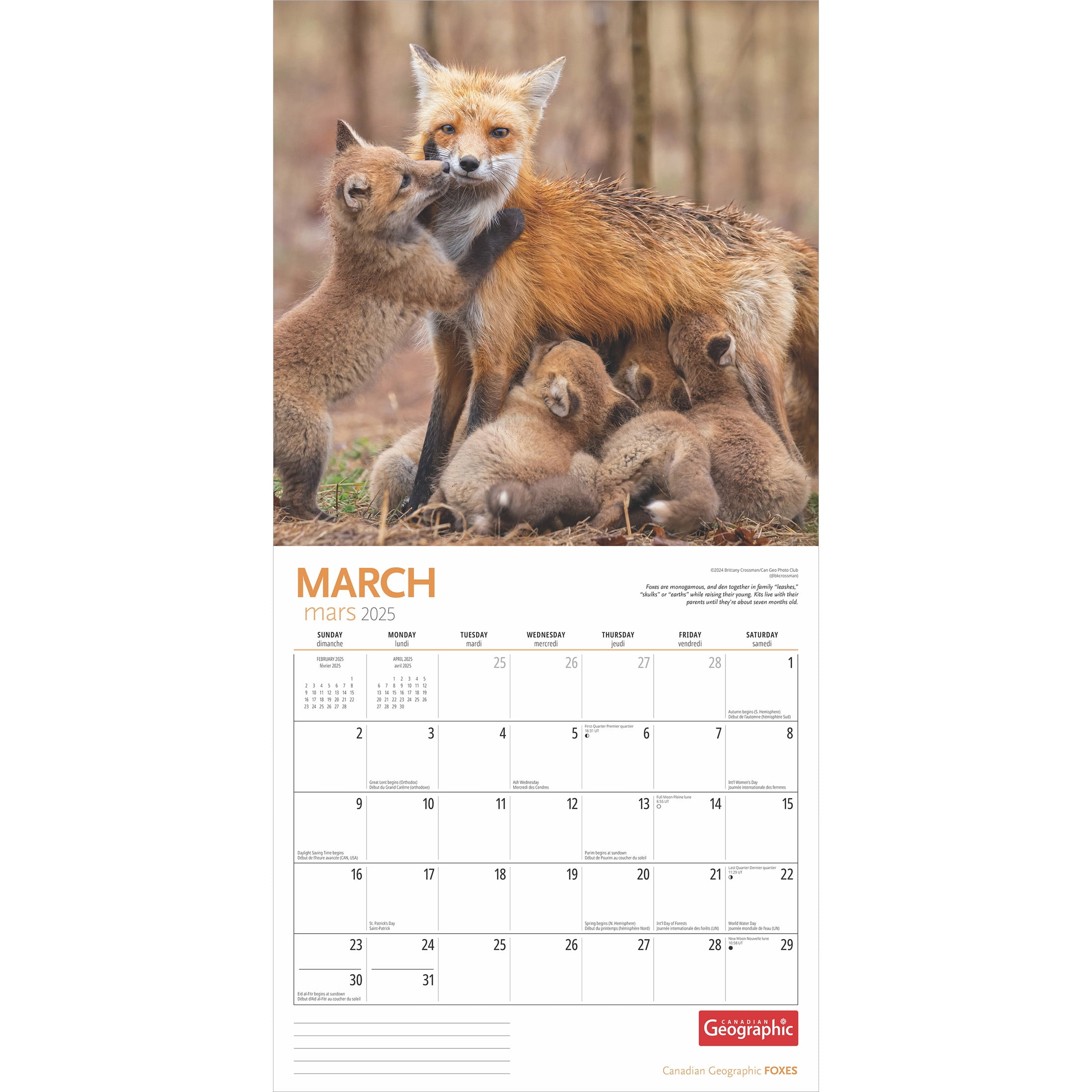 Canadian Geographic Foxes | 2025 12X24&amp;quot; (Hanging) Wall Calendar | Wyman Publishing throughout Foxes Wwf 2025 Calendar Printable