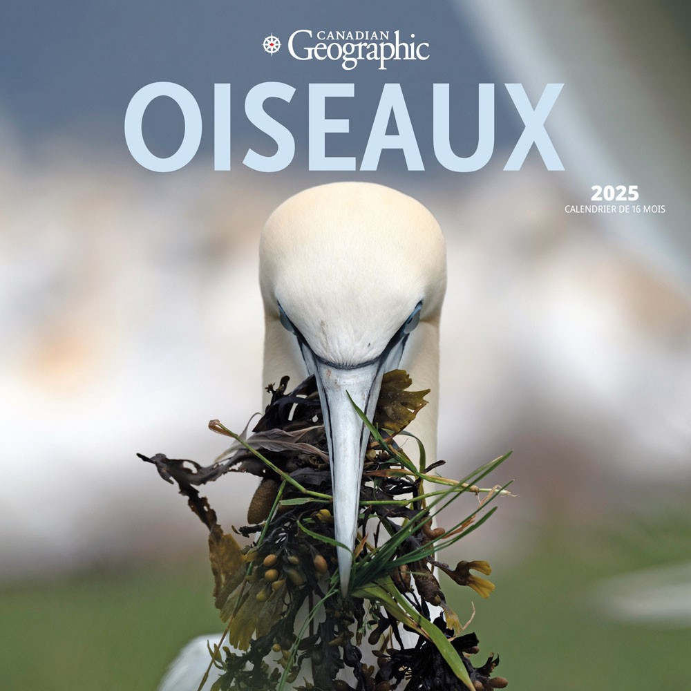 Canadian Geographic Oiseaux Official | 2025 12 X 24 Inch Monthly with regard to Canadian Geographic Oiseaux 2025 Calendar Printable