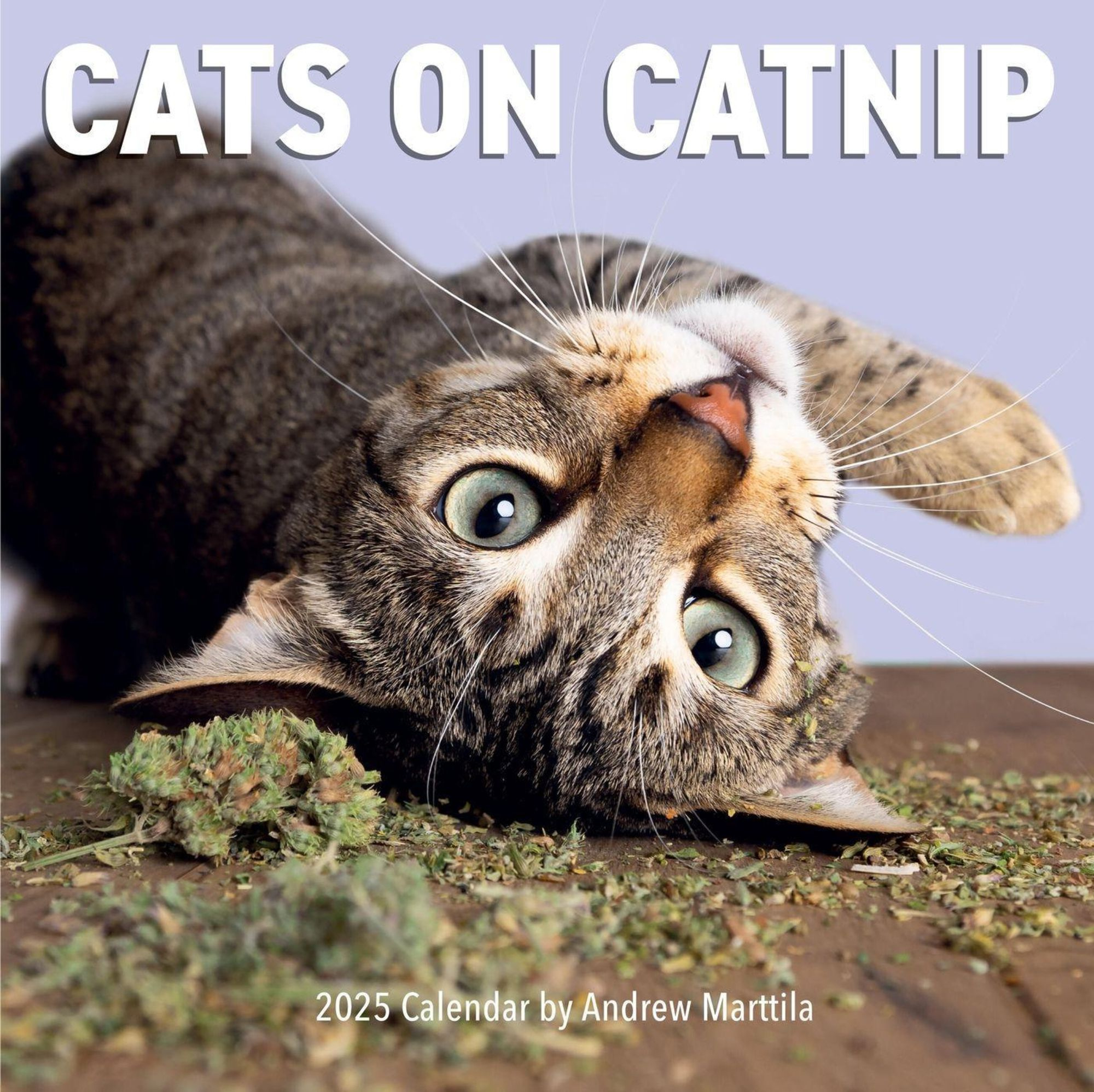 Cats On Catnip Wall Calendar 2025 regarding Cats On Catnip 2025 Calendar Printable