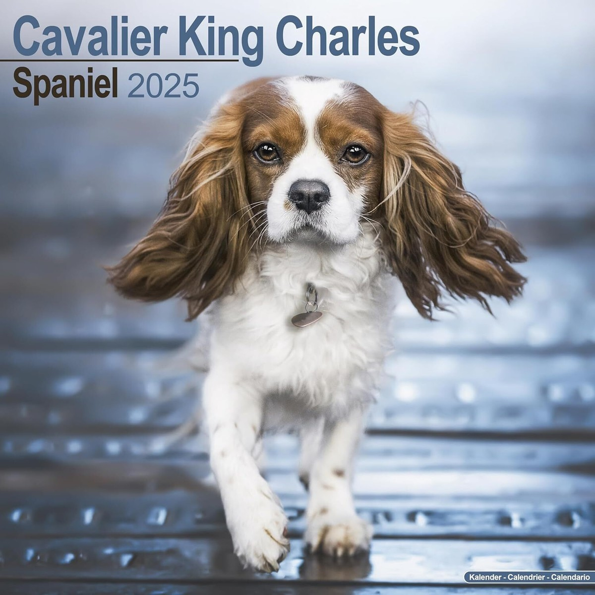 Cavalier King Charles - 2025 Calendar - Brand New - 603260 | Ebay within Just Cavalier King Charles 2025 Calendar Printable