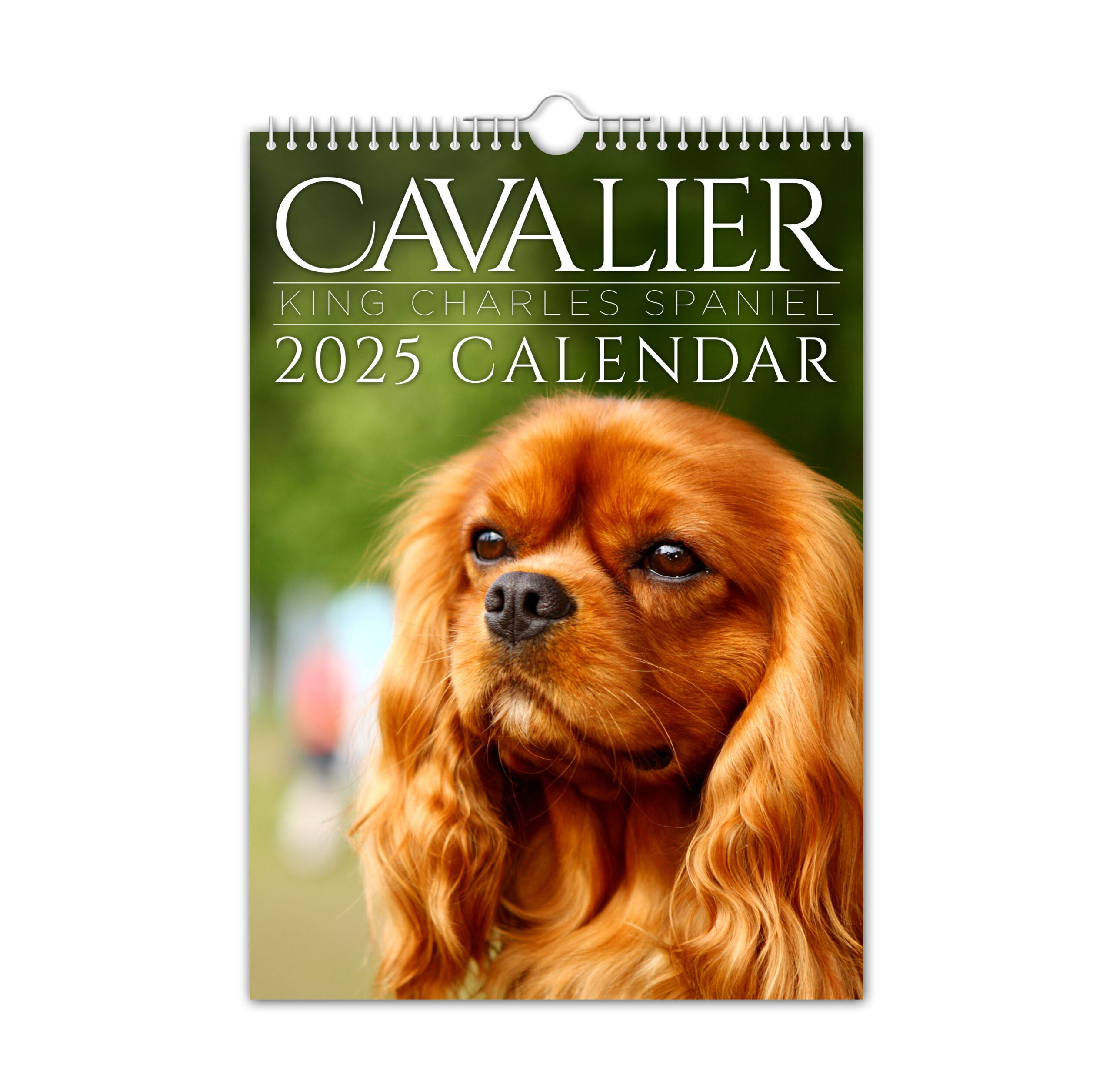 Cavalier King Charles - 2025 Wall Calendar // Pet / Animal pertaining to Just Cavalier King Charles 2025 Calendar Printable