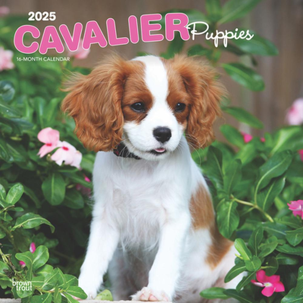 Cavalier King Charles Spaniel Puppies 2025 12 X 24 Inch Monthly Square Wall Calendar Plastic-Free with Just Cavalier King Charles Puppies 2025 Calendar Printable