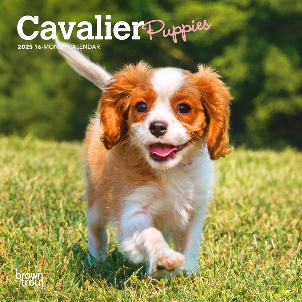 Cavalier King Charles Spaniel Puppies | 2025 7 X 14 Inch Monthly in Just Cavalier King Charles Puppies 2025 Calendar Printable