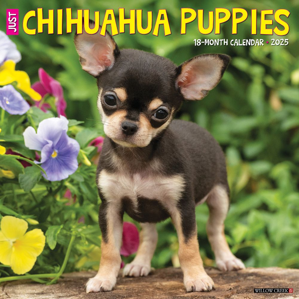 Chihuahua Puppies 2025 Wall Calendar regarding Chihuahua Rules 2025 Calendar Printable