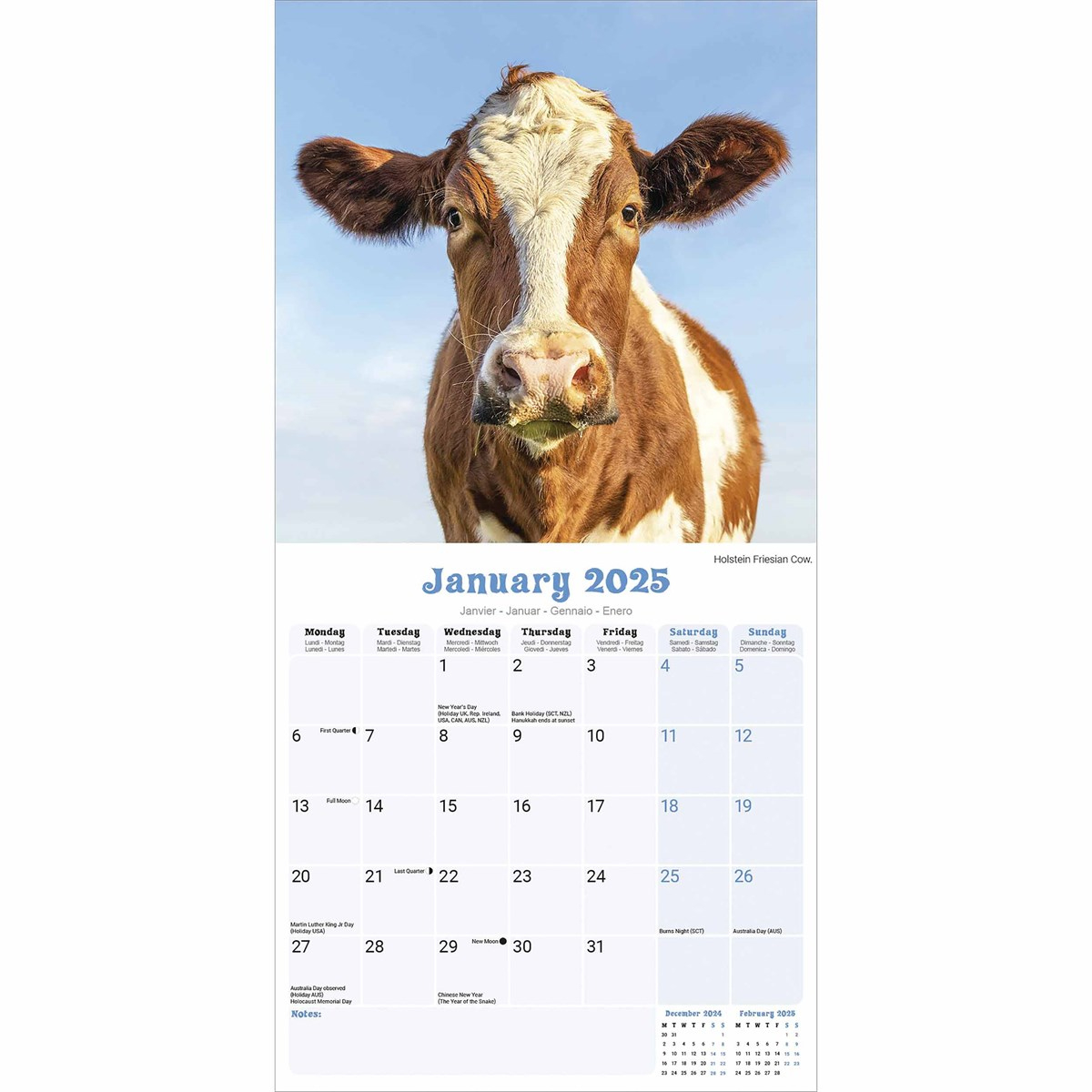 Cows Calendar 2025 regarding Just Cows 2025 Calendar Printable