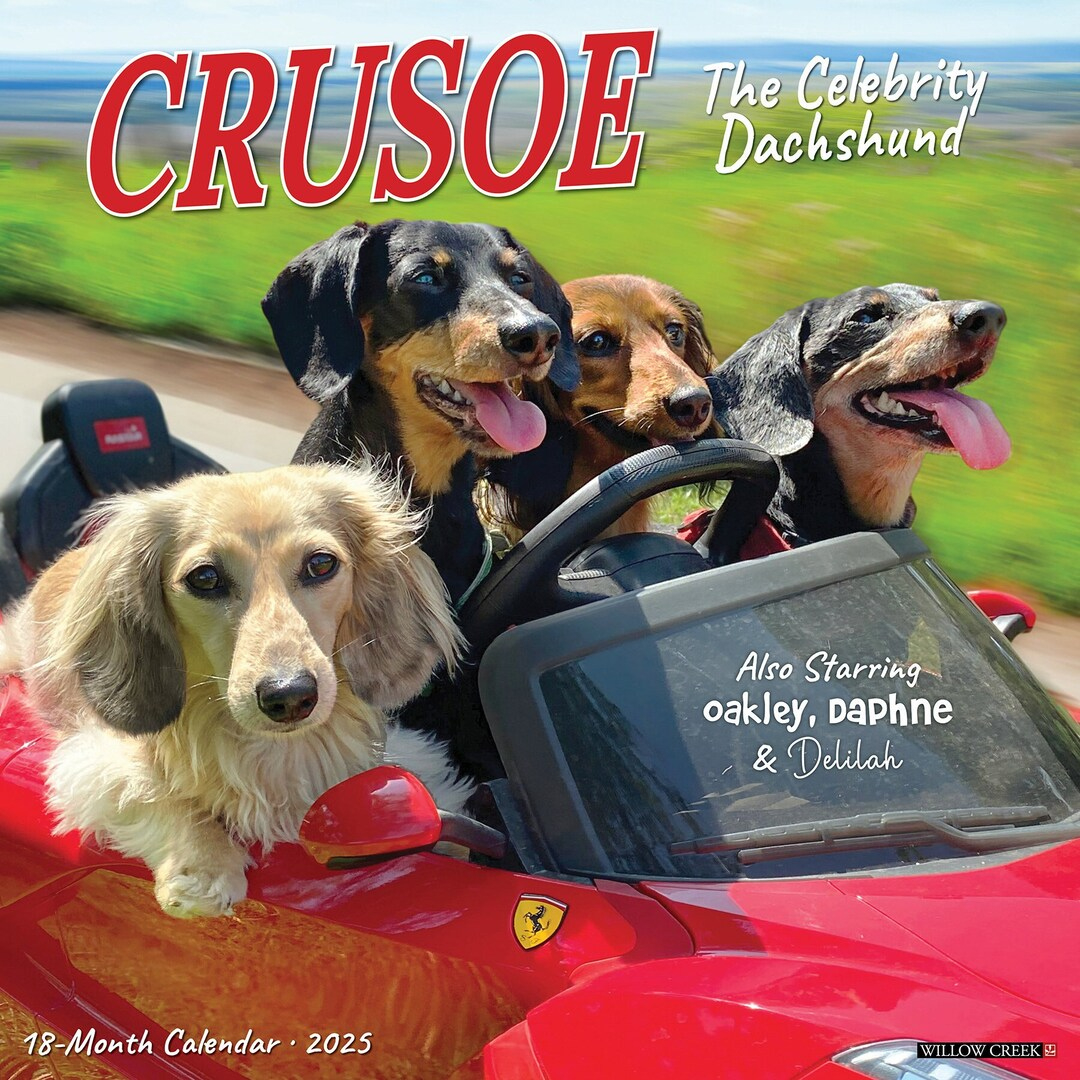 Crusoe The Celebrity Dachshund 2025 12&amp;quot; X 12&amp;quot; Wall Calendar - Etsy.de intended for Sassy Jackassy 2025 Calendar Printable