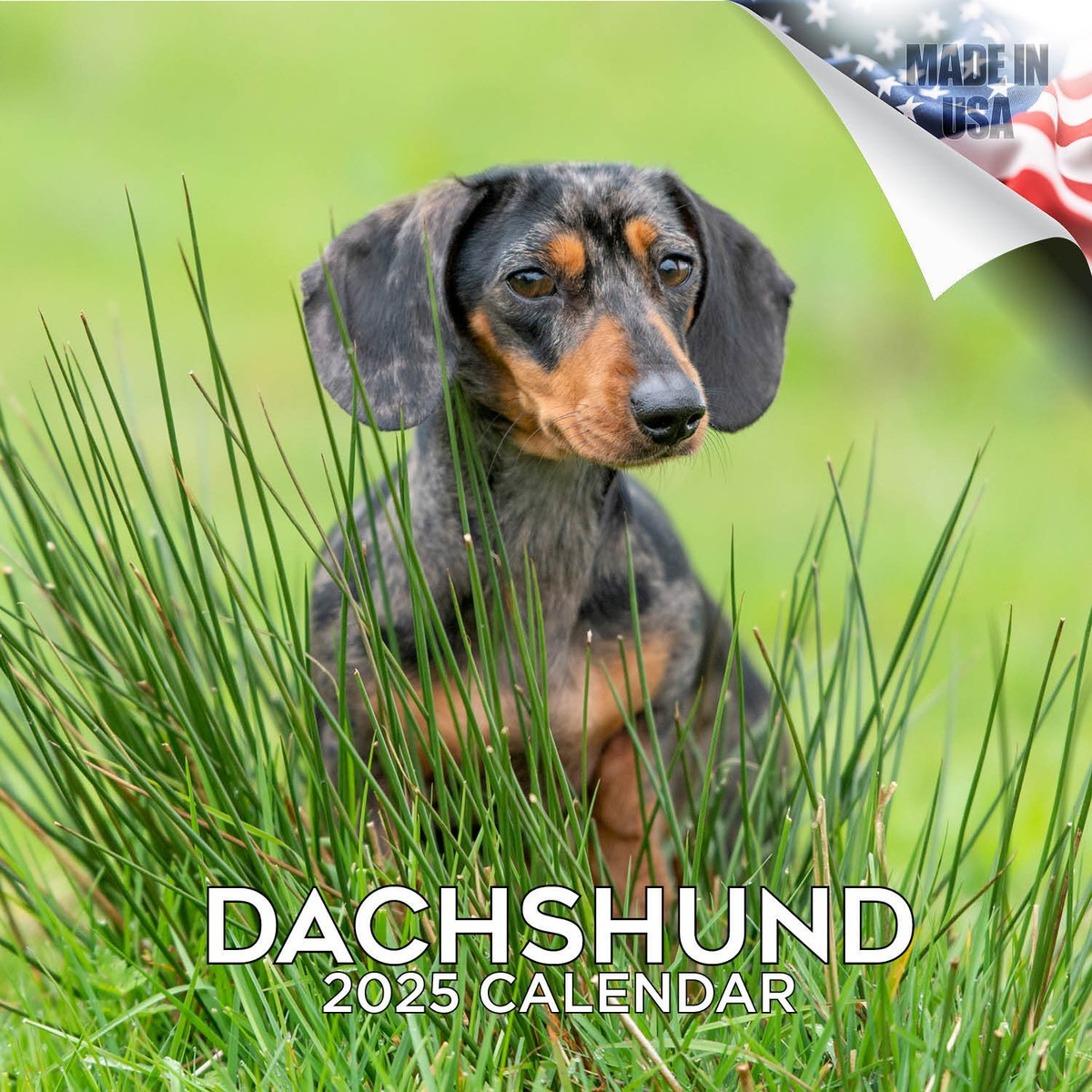 Dachshund Dog Breed Calendar 2025 Full Size 12X24 Made In Usa | Ebay pertaining to Dachshund Rules 2025 Calendar Printable