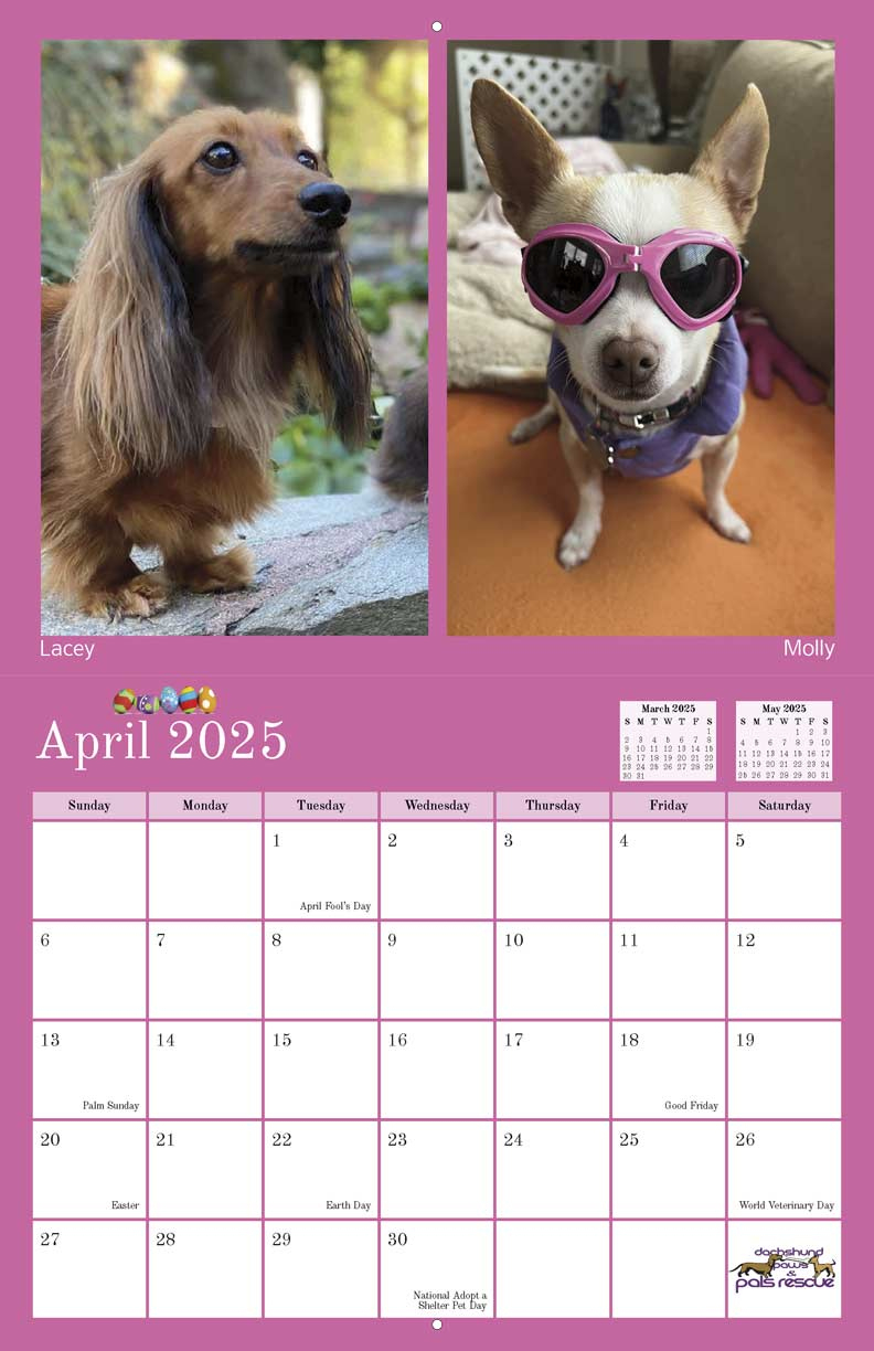 Dachshund Paws And Pals Rescue 2025 Calendar - Yearbox Calendars in Pet Pals 2025 Calendar Printable