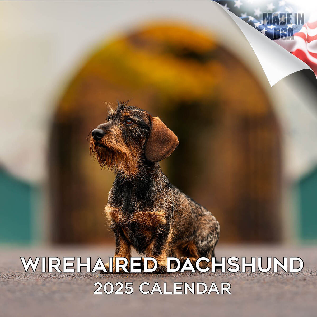 Dachshund - Wirehaired Dog Breed Calendar 2025 Full Size 12X24 for Just Dachshunds 2025 Calendar Printable