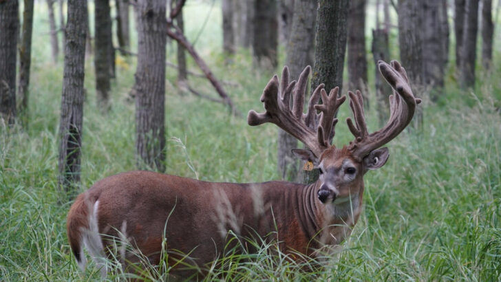 Monster Bucks 2025 Calendar  Printable