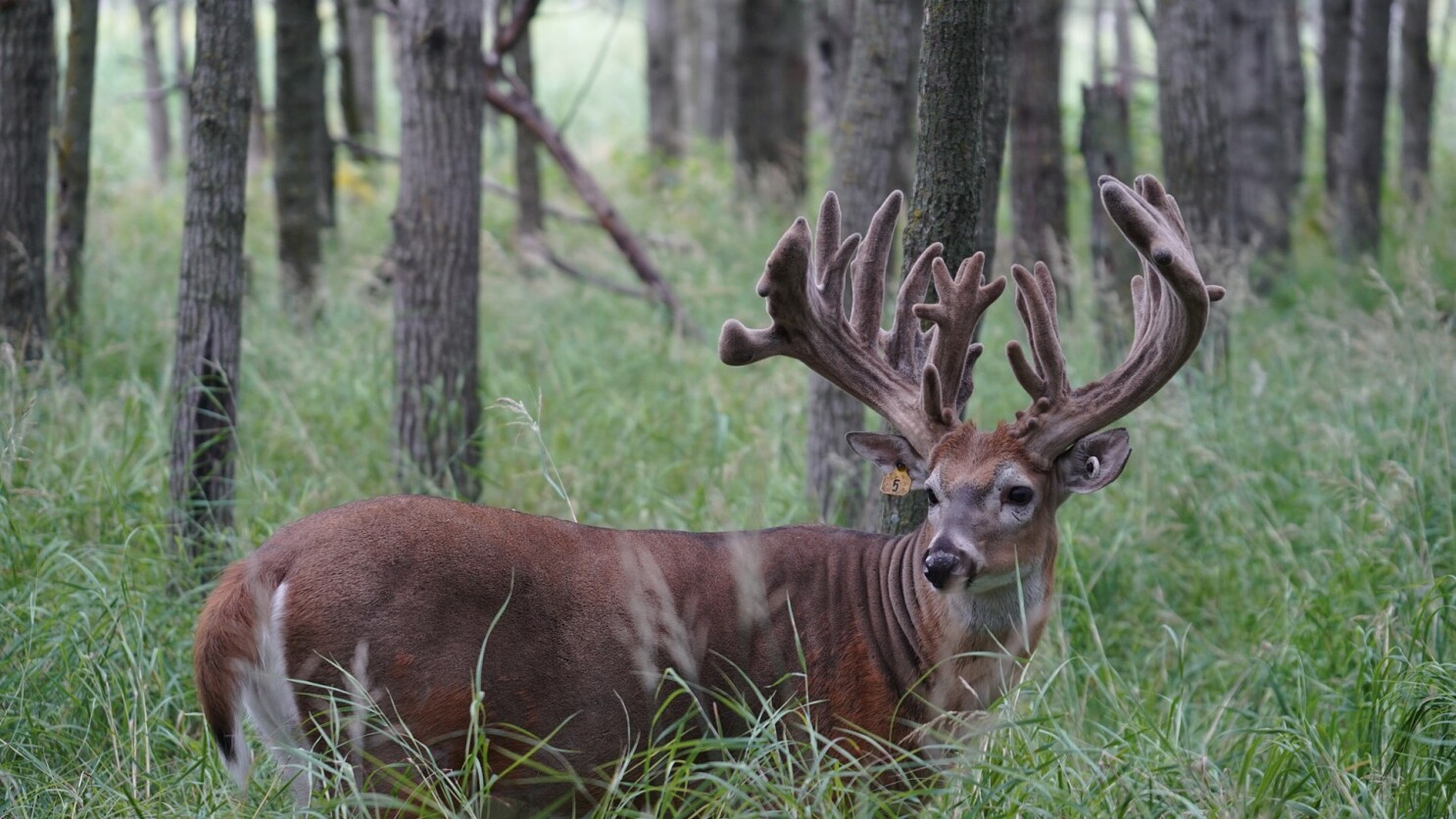 Did You See The 30-Pointer? You Can In Perham: Mn Monster Buck in Monster Bucks 2025 Calendar Printable