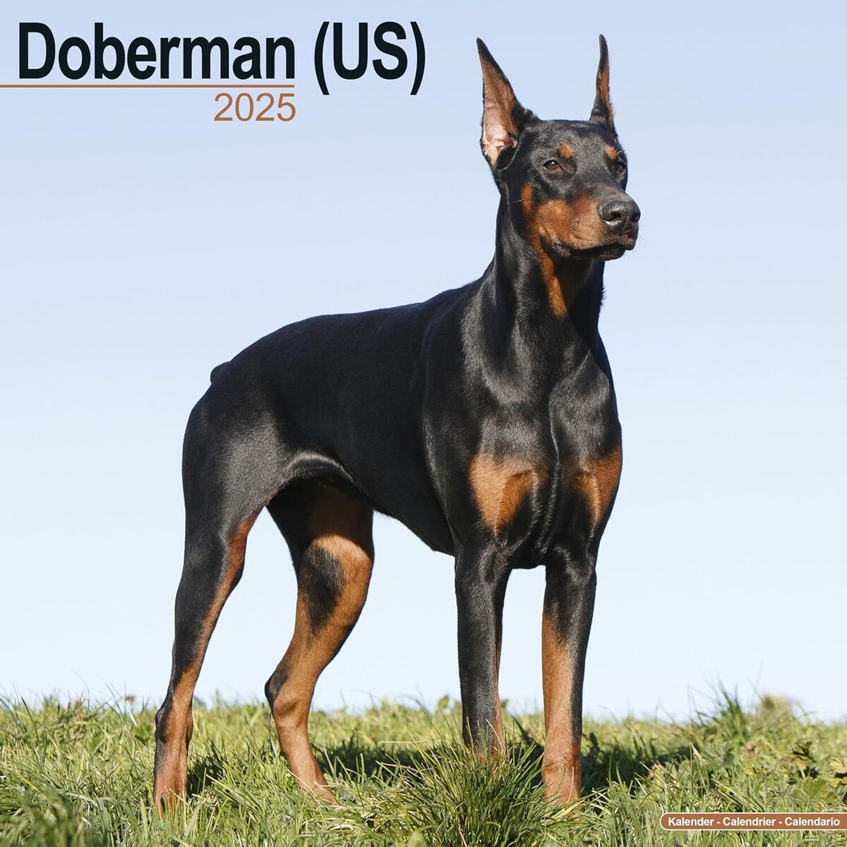 Doberman - 2025 Calendar - Brand New - 603383 | Ebay pertaining to Just Dobermans 2025 Calendar Printable