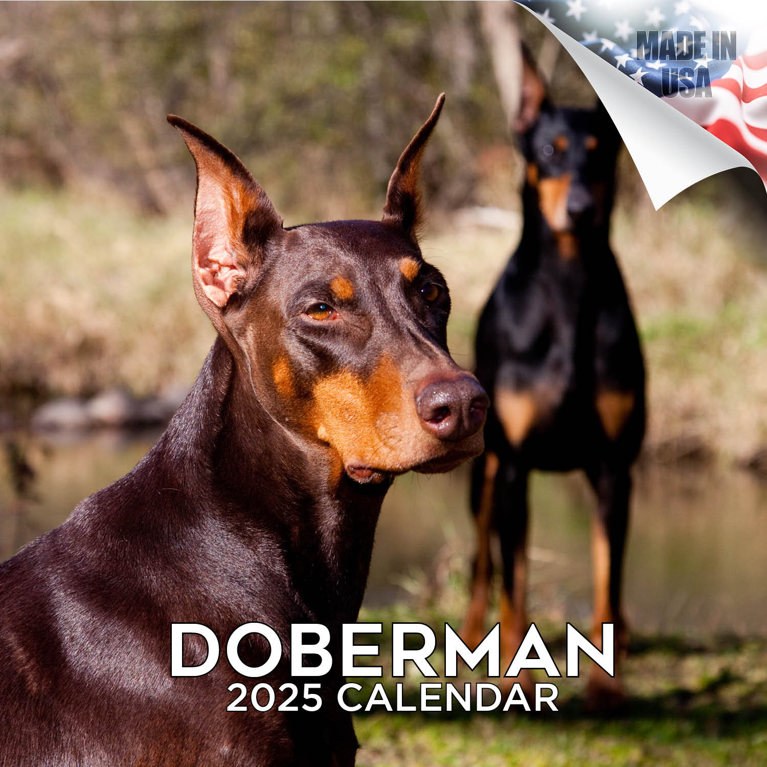 Doberman Dog Breed Calendar 2025 Full Size 12X24 Made In for Just Dobermans 2025 Calendar Printable
