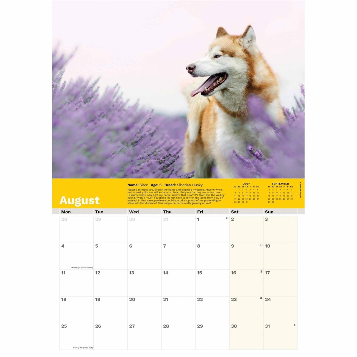 Dogs Trust A4 Calendar 2025 for Dogs 365 2025 Calendar Printable
