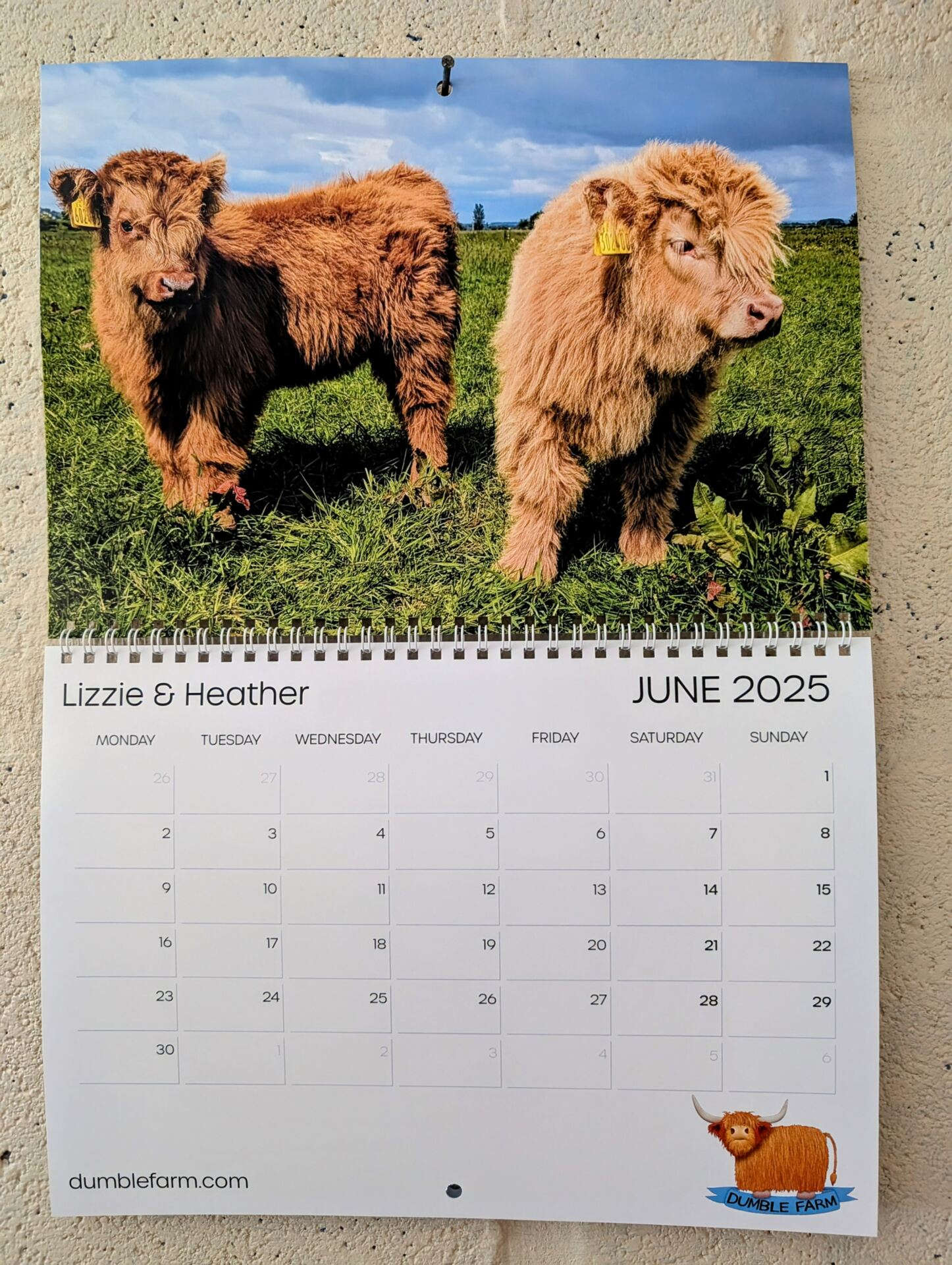 Dumble Farm 2025 Calendar - Highland Cow Experiences | Highland intended for Just Cows 2025 Calendar Printable