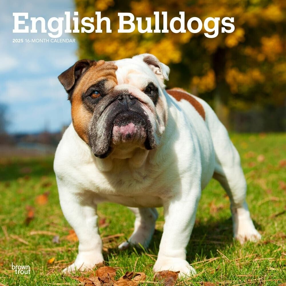 English Bulldogs | 2025 12X24&amp;quot; Monthly Square Wall Calendar with Just Bulldogs 2025 Calendar Printable