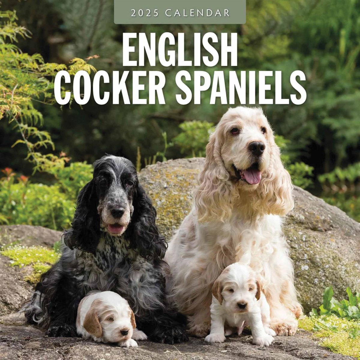 English Cocker Spaniels Calendar 2025 pertaining to Just Cocker Spaniels 2025 Calendar Printable