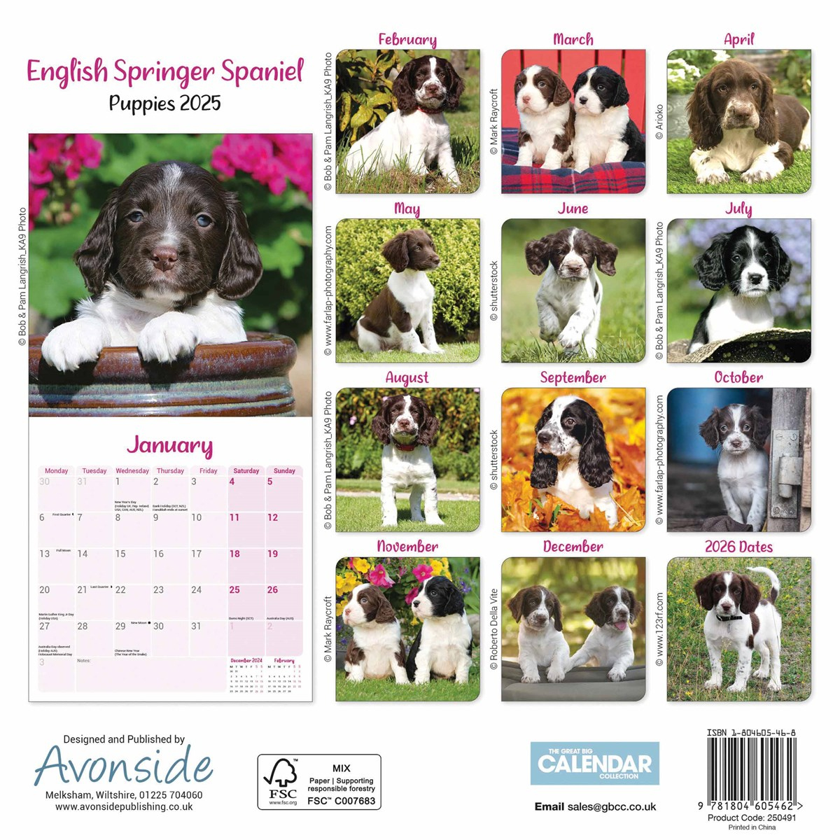 English Springer Spaniel Puppies Mini Calendar 2025 with Just English Springer Spaniels 2025 Calendar Printable