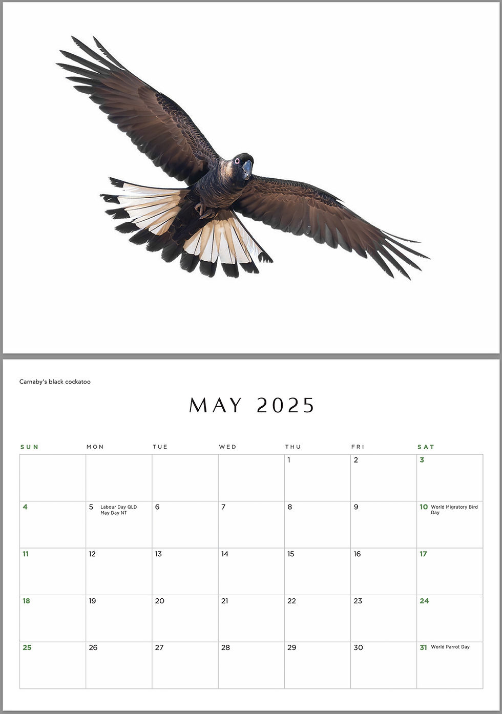 Feathered Friends - 2025 Calendar | Bird Photographer in Feathered Friends 2025 Calendar Printable