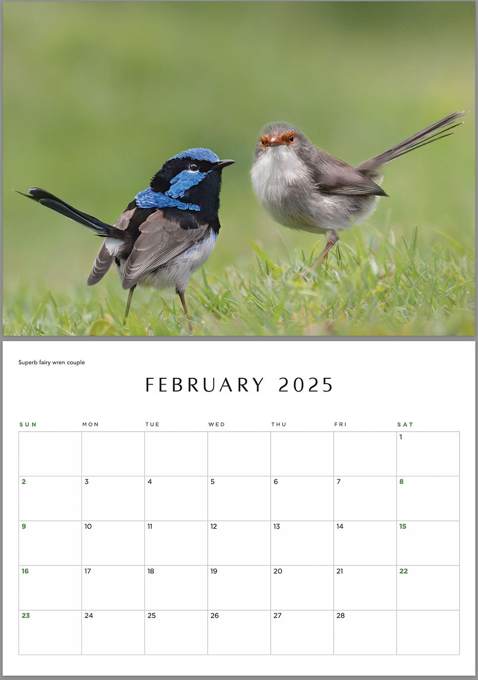 Feathered Friends - 2025 Calendar | Bird Photographer inside Feathered Friends 2025 Calendar Printable