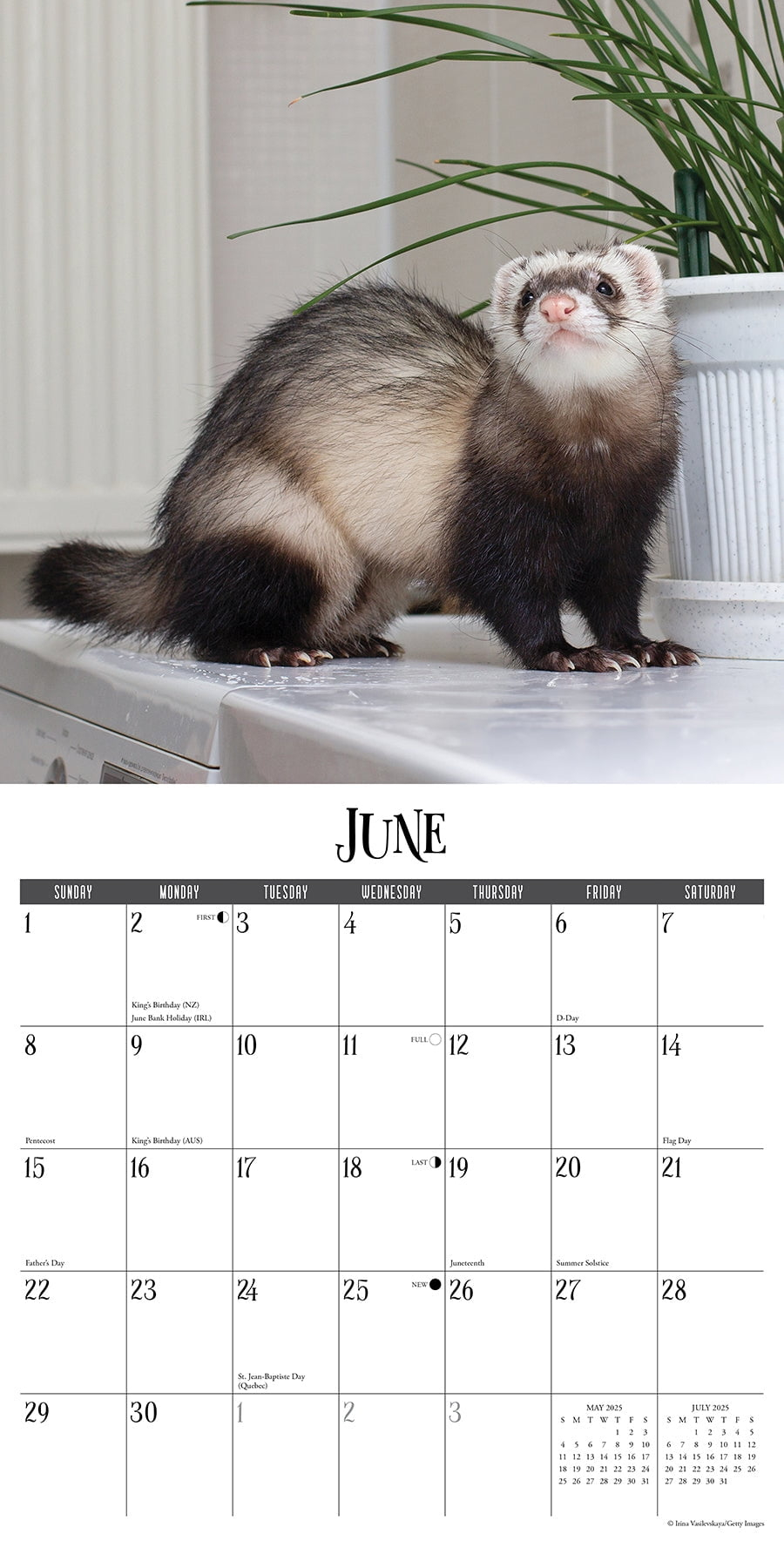 Ferrets 2025 Wall Calendar with regard to Modern Ferret 2025 Calendar Printable