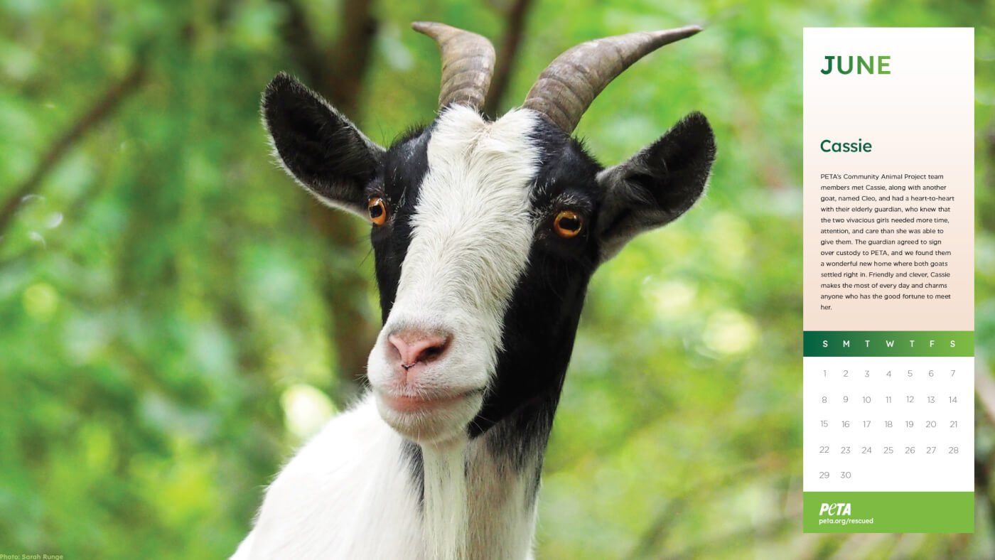 Free 2025 &amp;#039;Rescued!&amp;#039; Desktop Wallpaper Calendars For Teachers in You Goat This 2025 Calendar Printable
