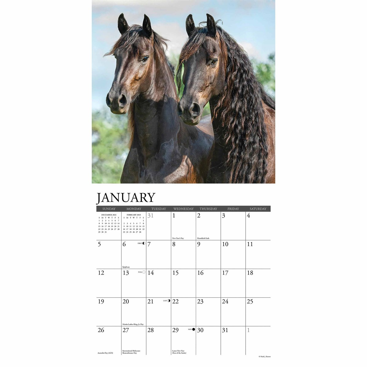 Friesians Calendar 2025 for Friesians Horses 2025 Calendar Printable