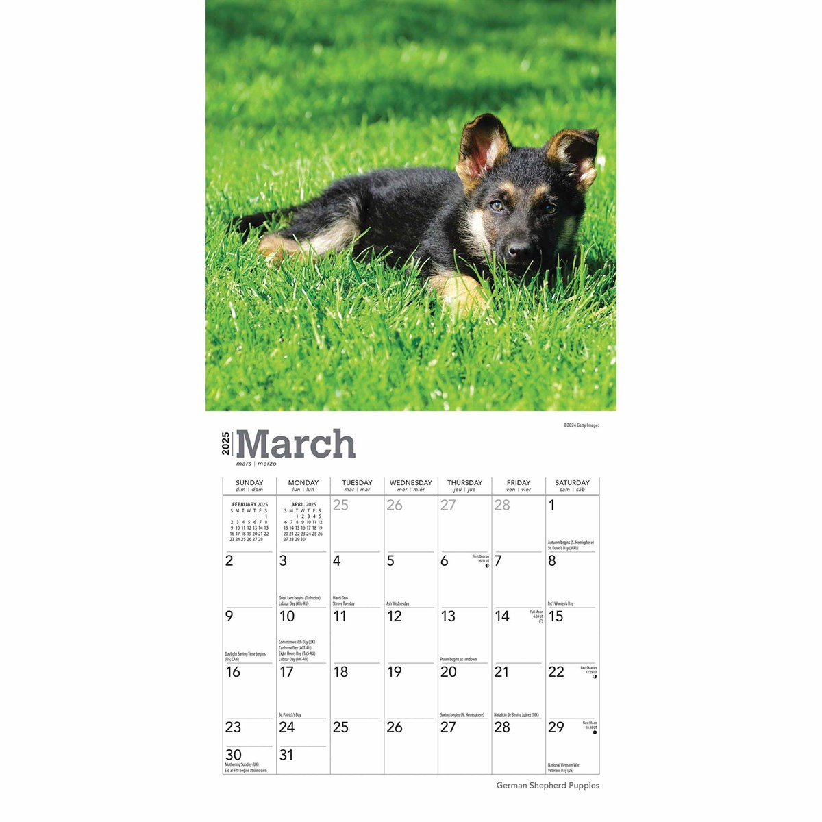 German Shepherd Puppies Mini Calendar 2025 regarding Just German Shepherd Puppies 2025 Calendar Printable