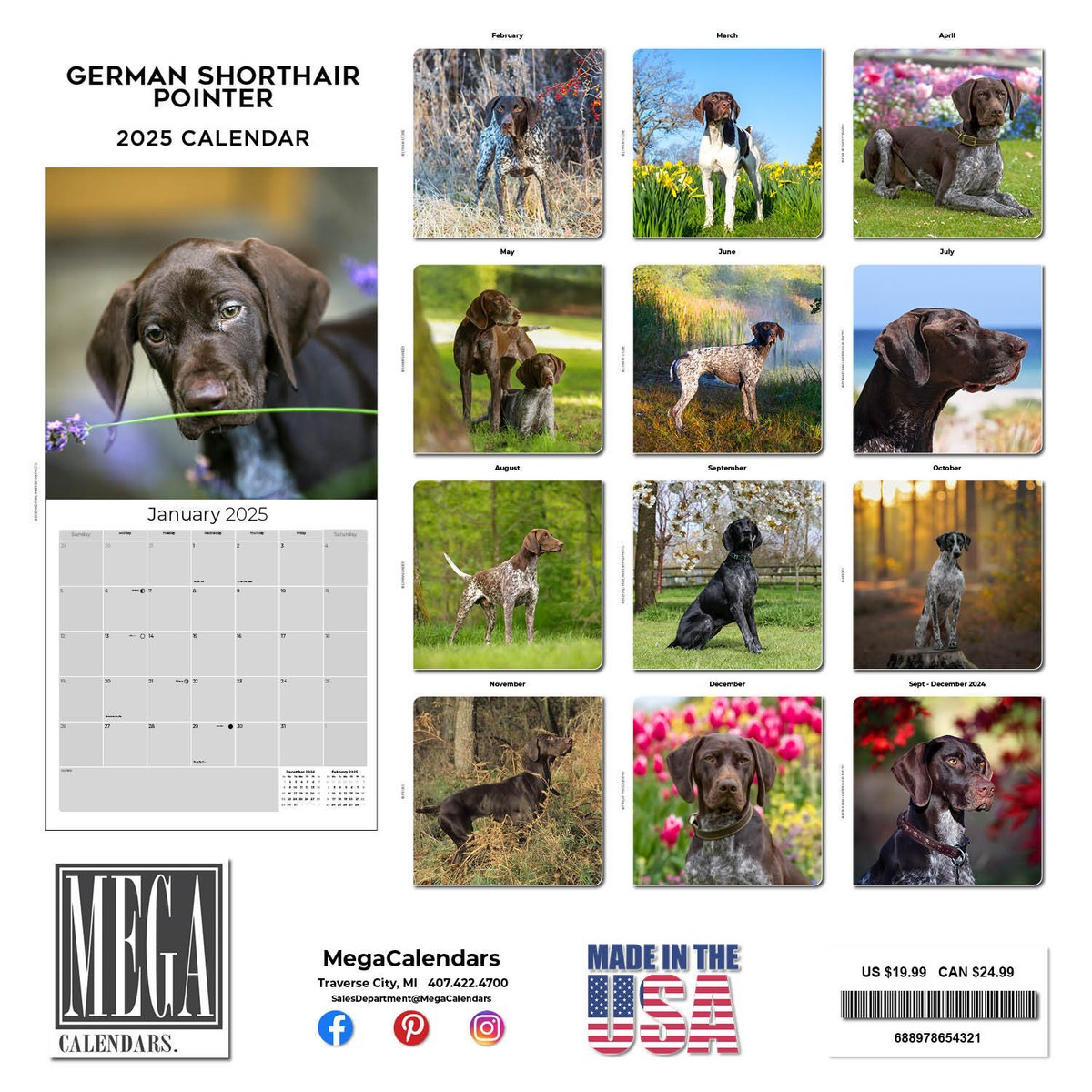 German Shorthair Pointer Dog Breed Calendar 2025 Full Size 12X24 throughout Just German Shorthair Pointers 2025 Calendar Printable