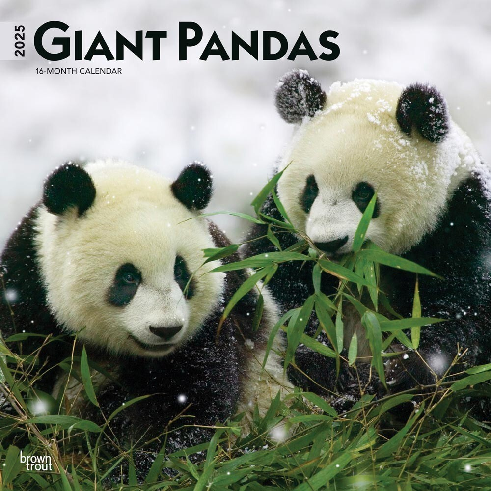 Giant Pandas | 2025 12X24&amp;quot; Monthly Square Wall Calendar | Plastic for Giant Pandas WWF 2025 Calendar Printable