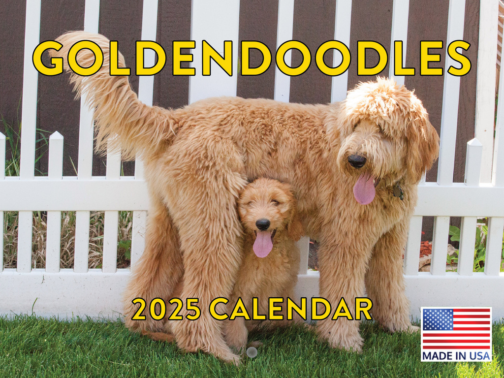 Goldendoodle Calendar 2025 Golden Doodle Monthly Wall Calender 12 pertaining to Just Goldendoodles 2025 Calendar Printable