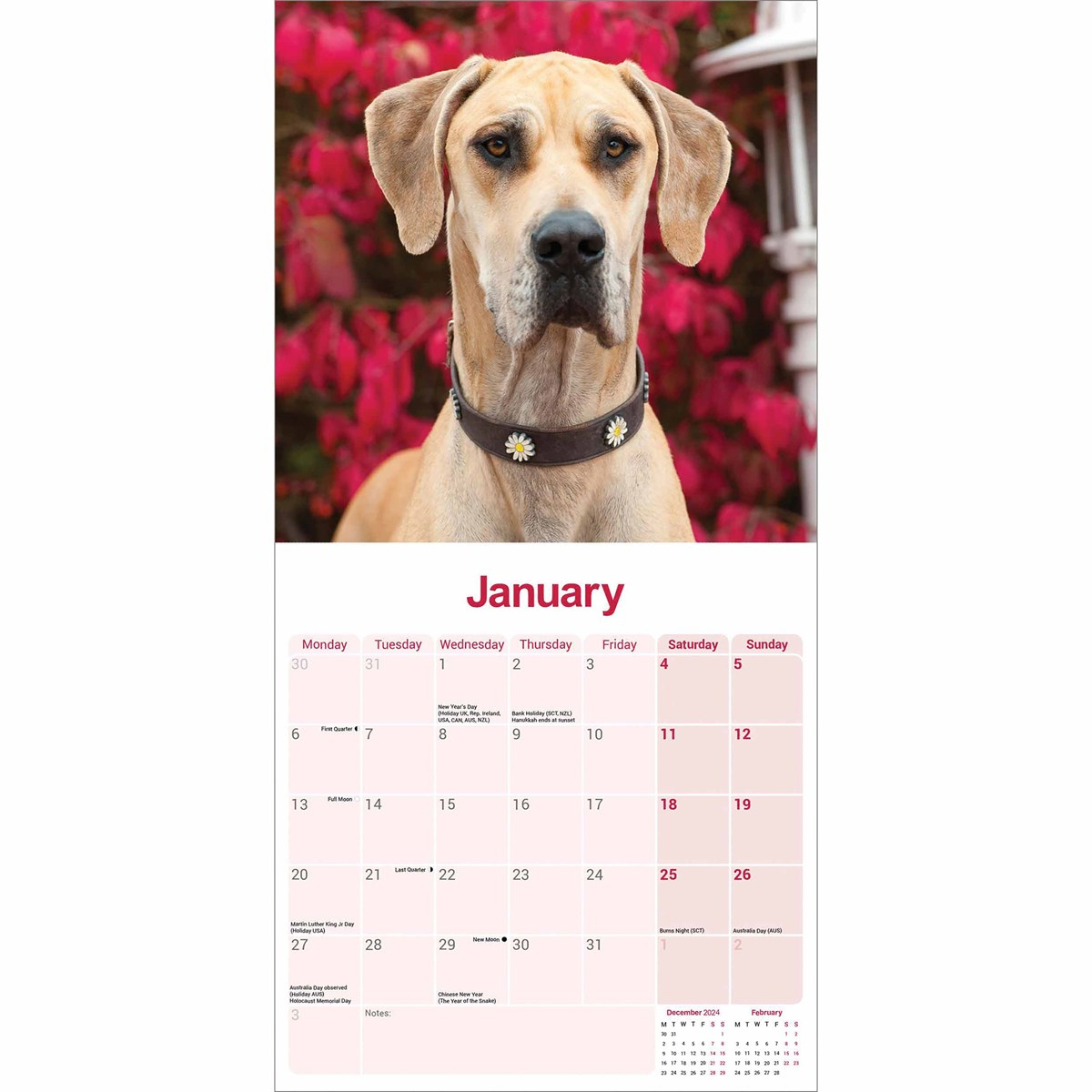Great Dane Calendar 2025 intended for Just Great Danes 2025 Calendar Printable