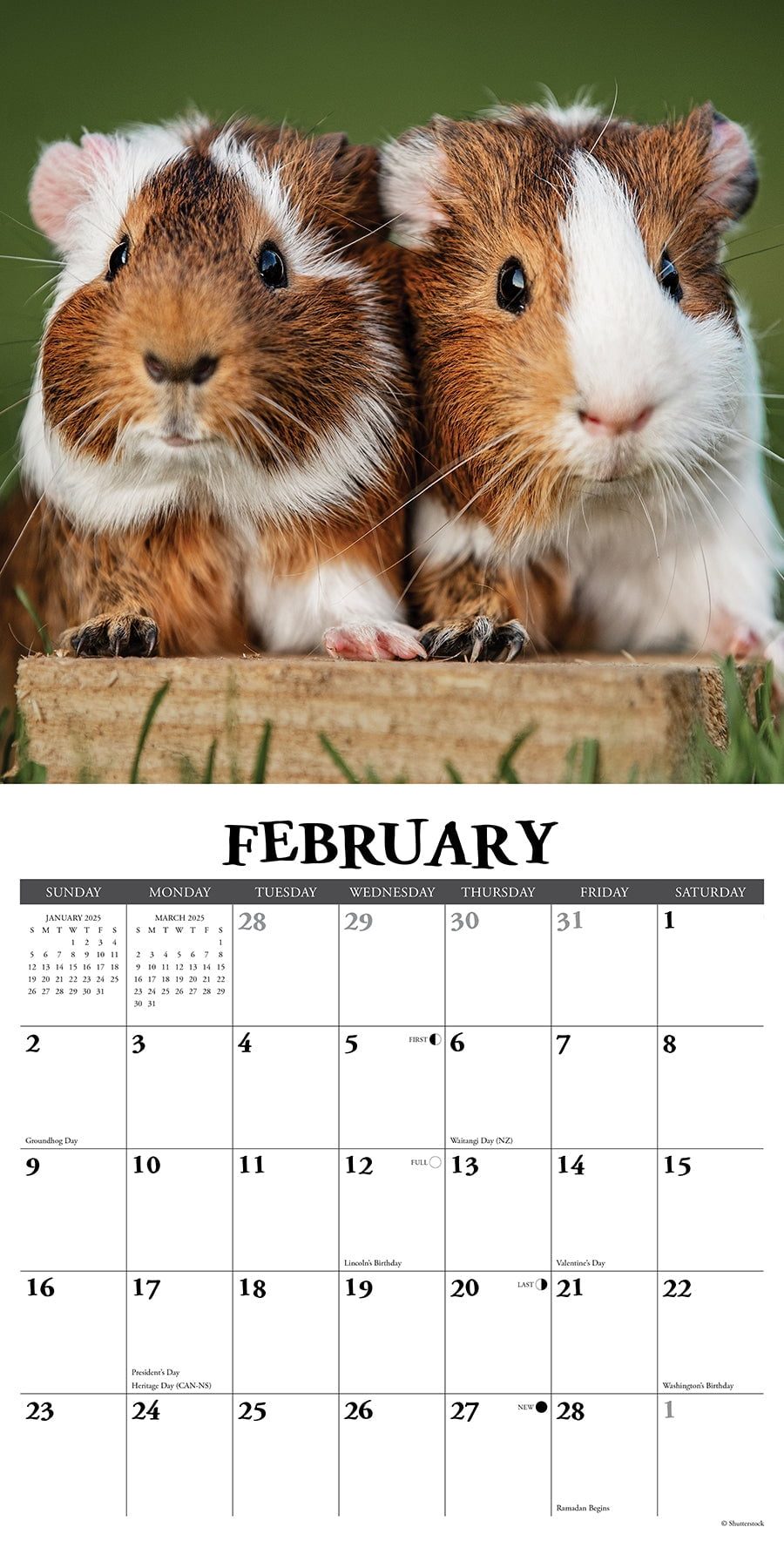 Guinea Pigs 2025 Wall Calendar pertaining to 12 Little Piggies 2025 Calendar Printable