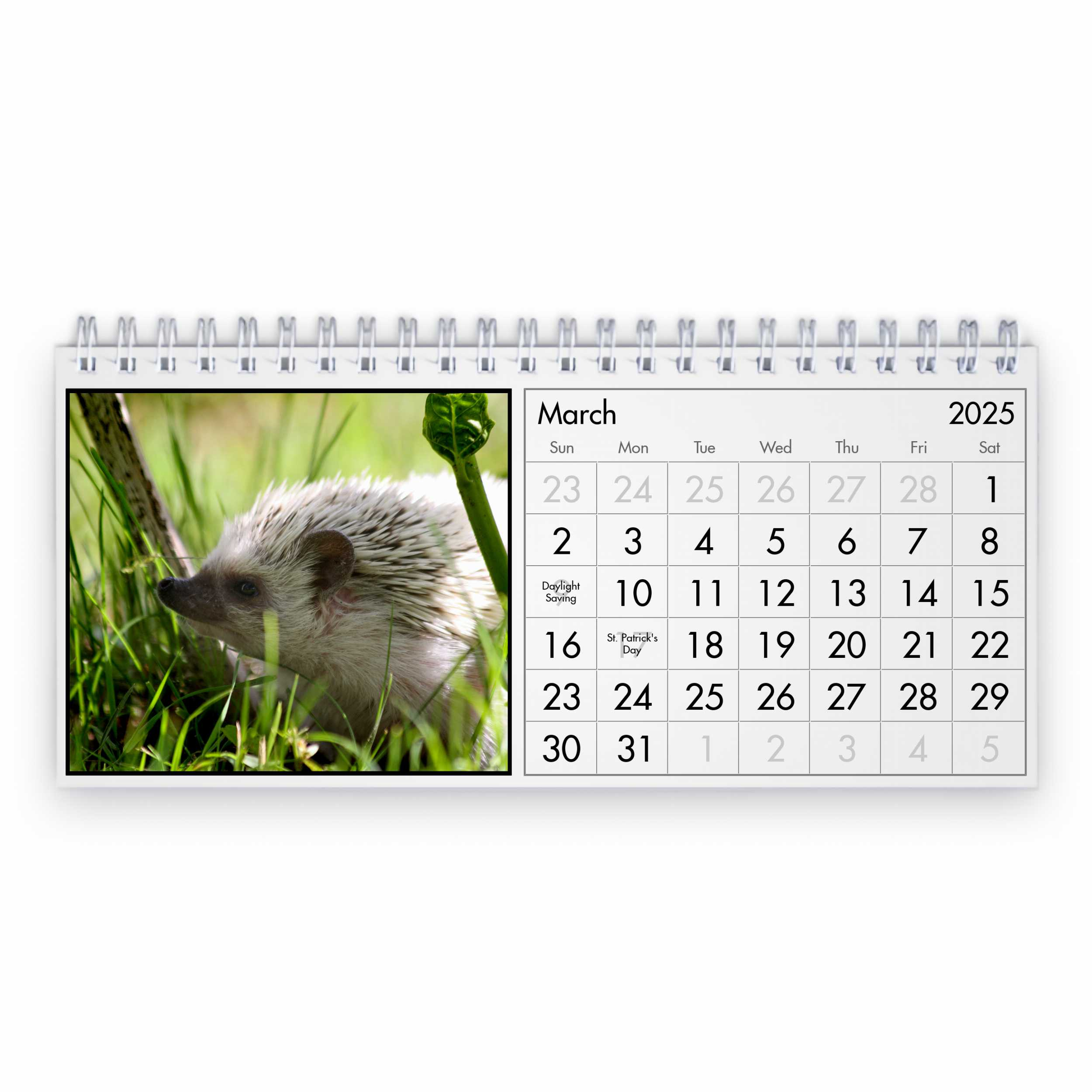 Hedgehog 2025 Desk Calendar for Hedgehogs 2025 Calendar Printable
