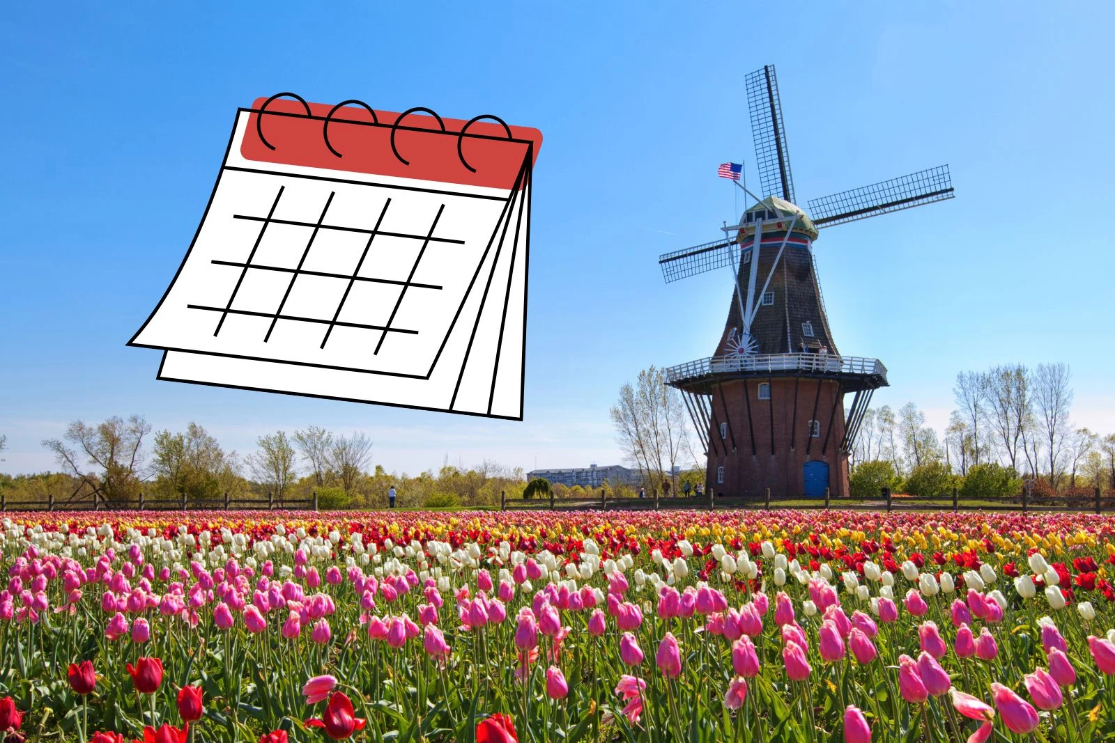 How To Make The Most Of Holland Tulip Time&amp;#039;S Extended Dates intended for Windmills of Holland 2025 Calendar Printable