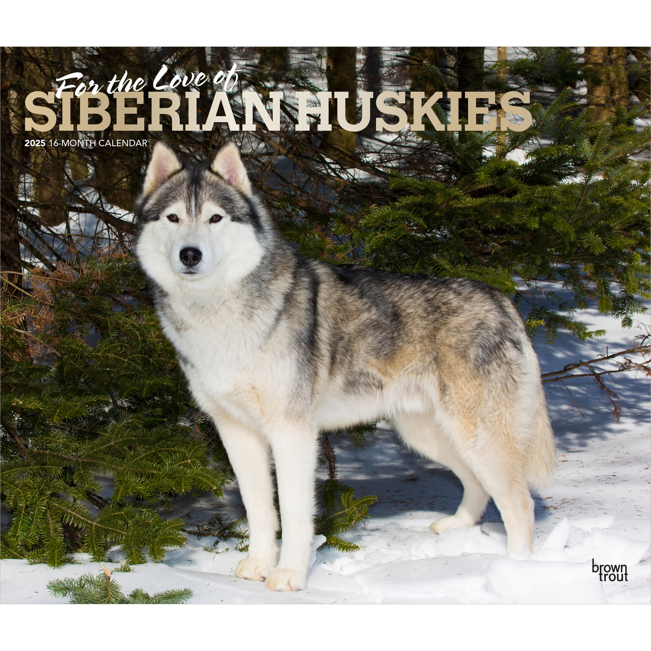 Husky Calendar with regard to Col Washington Huskies 2025 Calendar Printable