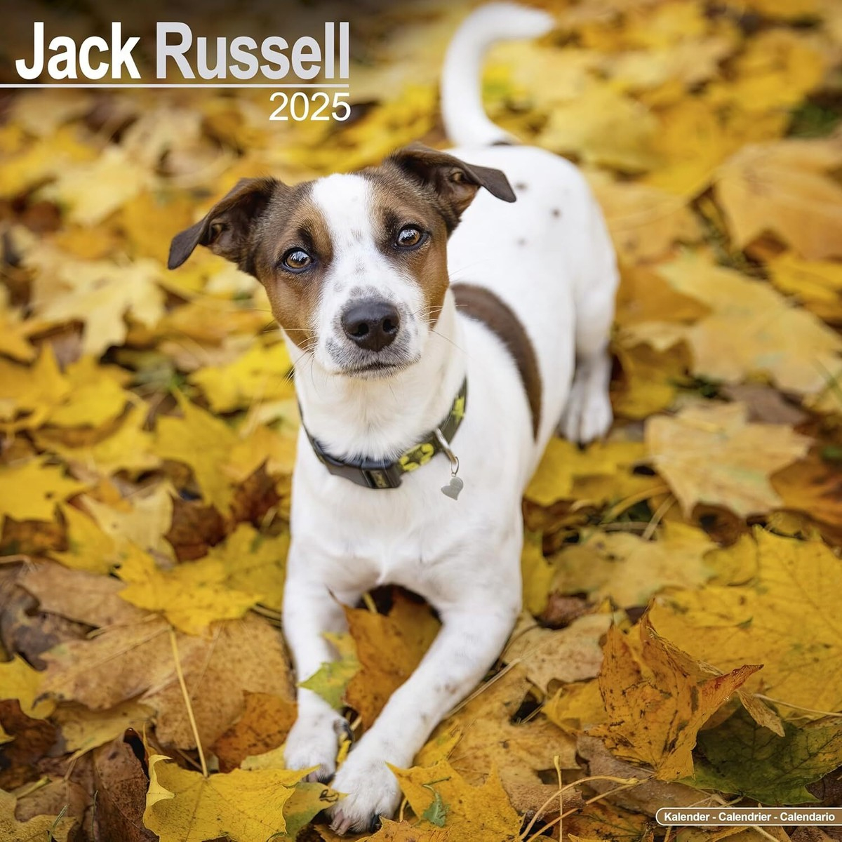 Jack Russell - 2025 Calendar - Brand New - 603567 | Ebay with regard to Just Jack Russells 2025 Calendar Printable