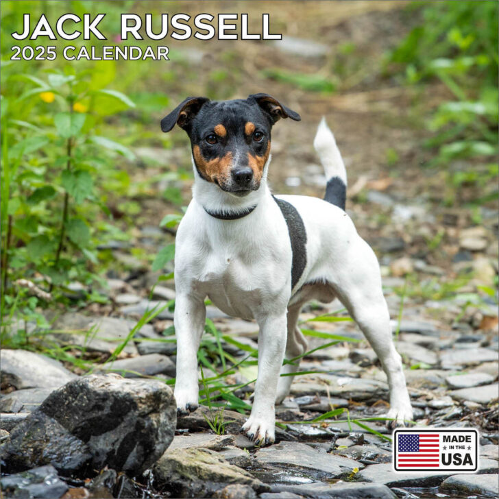 Jack Russell Terrier Puppies 2025 Calendar Printable