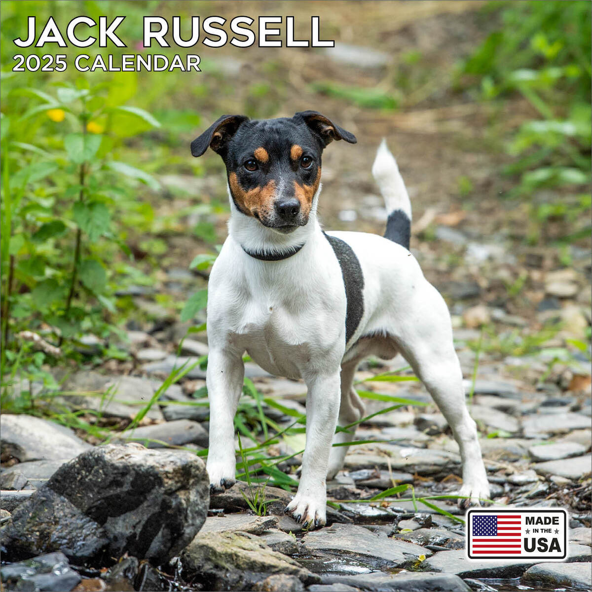 Jack Russell Calendar 2025 - Dog Breed Wall Calendar - Made In The inside Jack Russell Terrier Puppies 2025 Calendar Printable