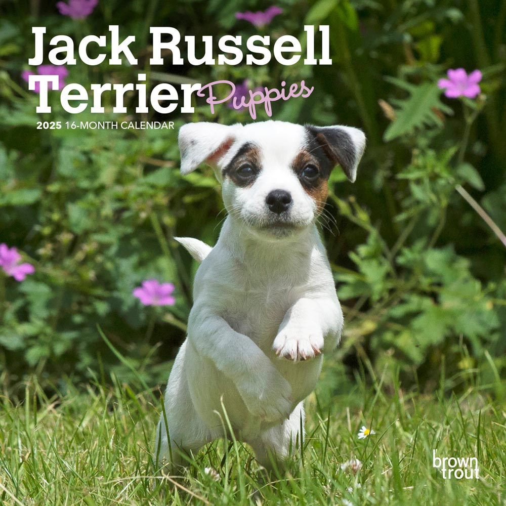 Jack Russell Terrier Puppies | 2025 7 X 14 Inch Monthly Mini Wall with regard to Jack Russell Terrier Puppies 2025 Calendar Printable