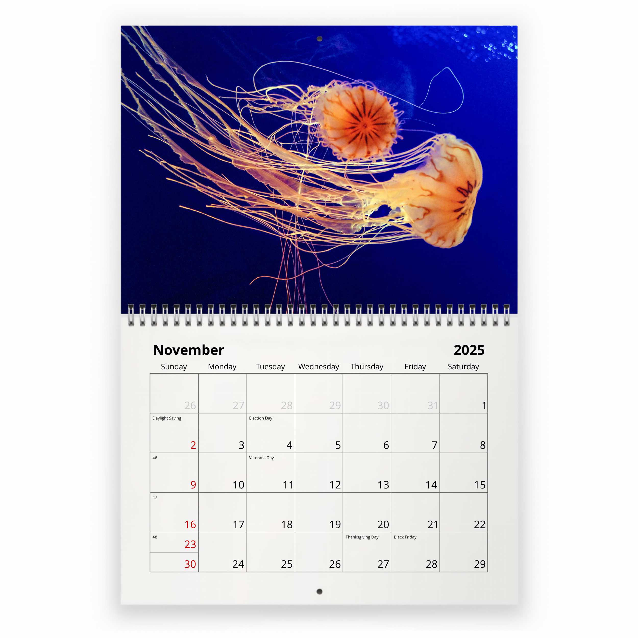 Jellyfish 2025 Wall Calendar within Jellyfish 2025 Calendar Printable