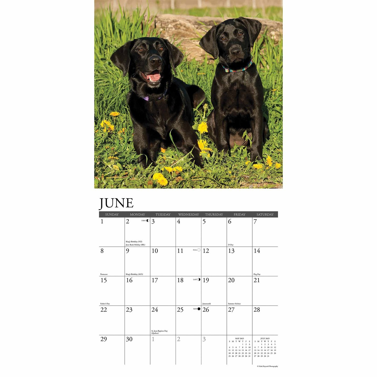 Just Black Labs Calendar 2025 pertaining to Just Labs 2025 Calendar Printable