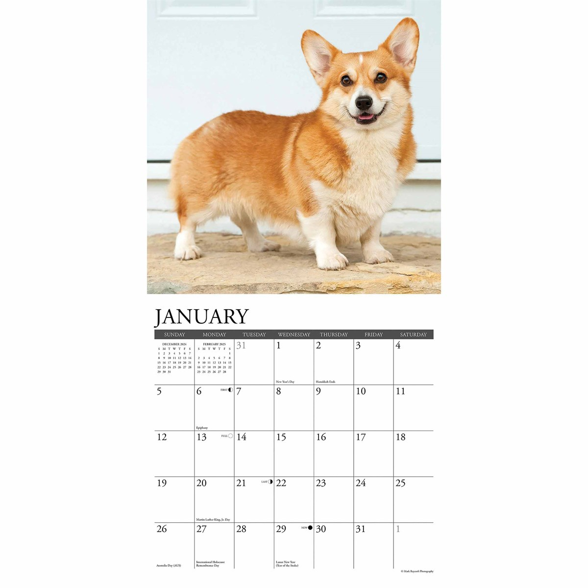 Just Pembroke Welsh Corgis Calendar 2025 in Just Pembrook Corgis 2025 Calendar Printable
