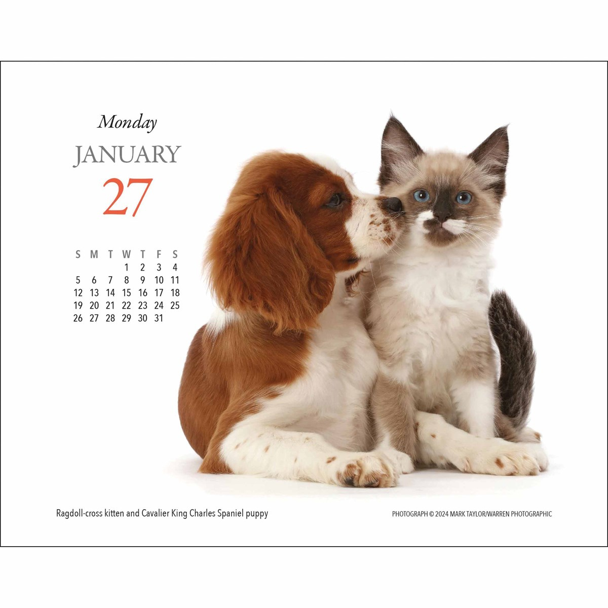 Kittens &amp;amp; Friends Desk Calendar 2025 regarding Kittens and Friends 2025 Calendar Printable