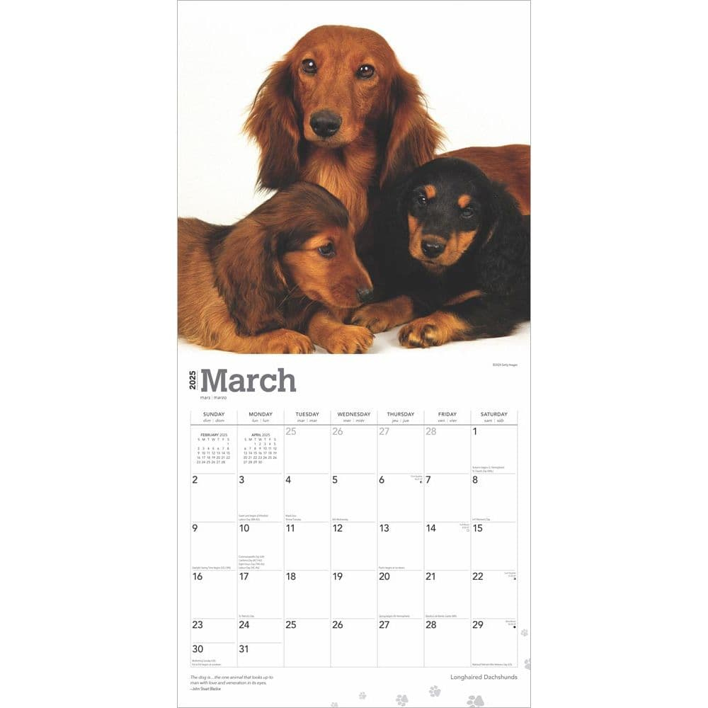 Longhaired Dachshunds 2025 Wall Calendar - Calendars pertaining to Dachshund Rules 2025 Calendar Printable