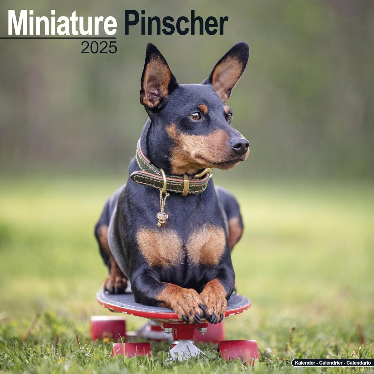 Miniature Pinscher - 2025 Calendar - Brand New - 603680 | Ebay throughout Just Miniature Pinschers 2025 Calendar Printable