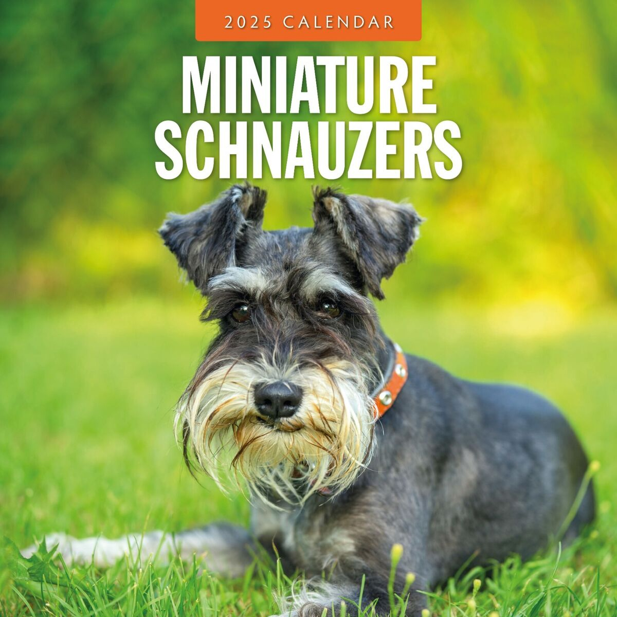 Miniature Schnauzer 2025 Square Wall Calendar pertaining to Just Schnauzer Puppies 2025 Calendar Printable