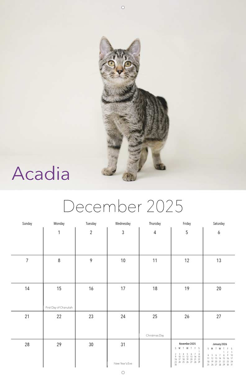 Miss Dixie&amp;#039;S Kitten Rescue 2025 Calendar - Yearbox Calendars in Tabby Cats 2025 Calendar Printable