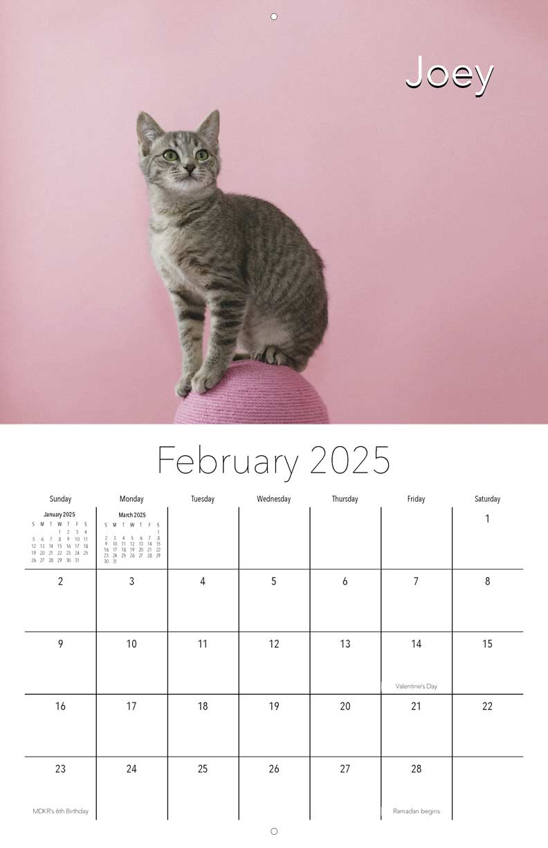 Miss Dixie&amp;#039;S Kitten Rescue 2025 Calendar - Yearbox Calendars throughout Tabby Cats 2025 Calendar Printable