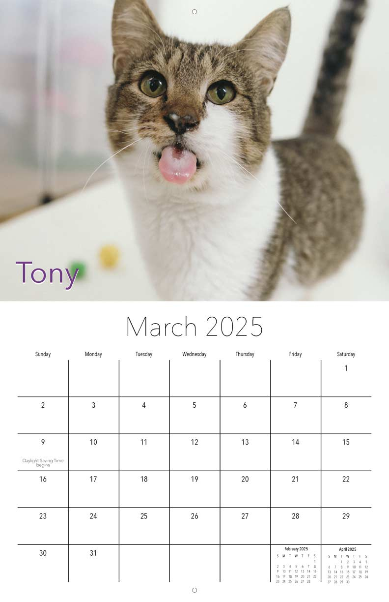 Miss Dixie&amp;#039;S Kitten Rescue 2025 Calendar - Yearbox Calendars within Kittens 2025 Calendar Printable
